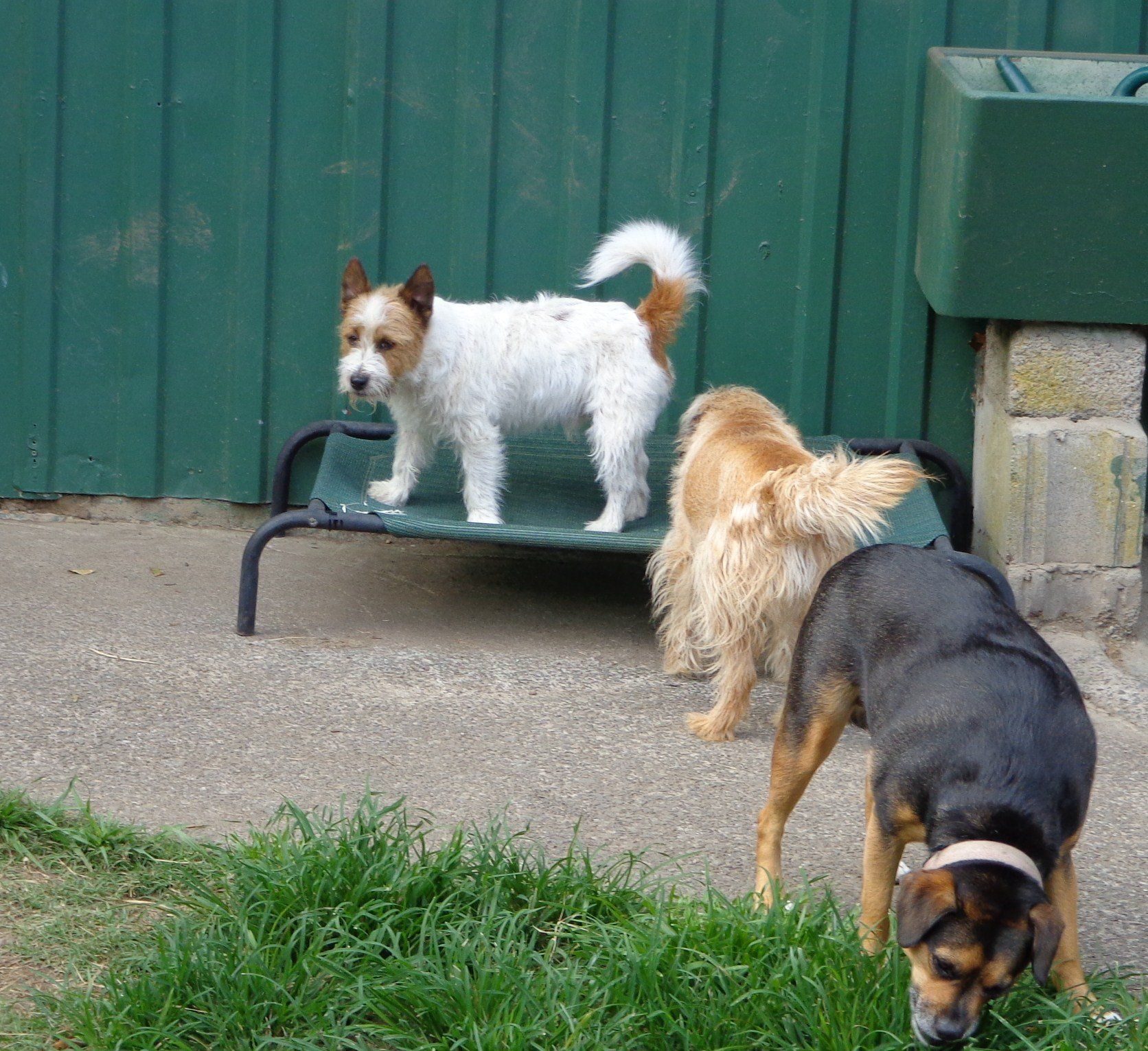 Kennel Waikato, NZ Brackendell Boarding Kennels & Cattery